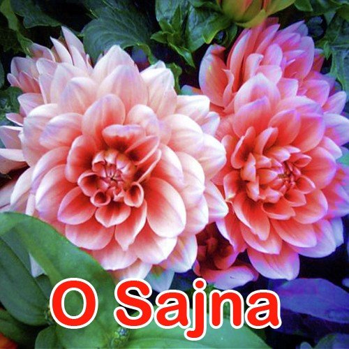 Lagal Pritiya Ke - Tanu Shree