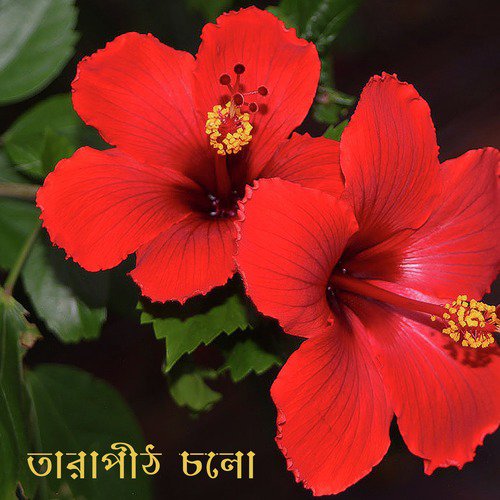 Maaer Ashish Chara - Salil Das, Chayna Das, Suprobha Manna