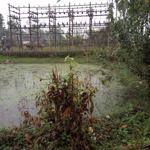 Phuisa - Anamika Reang
