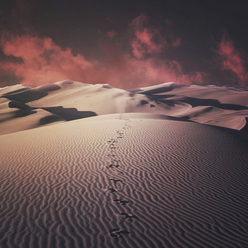 Oasis - Adam Maalouf