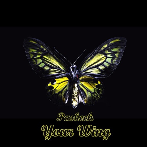 Your Wing - Pashech